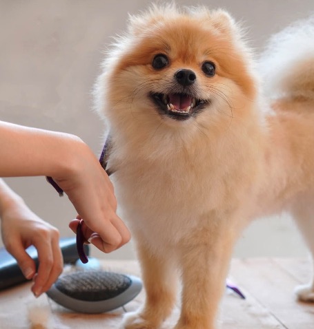 DOG LIFE SALON Welina